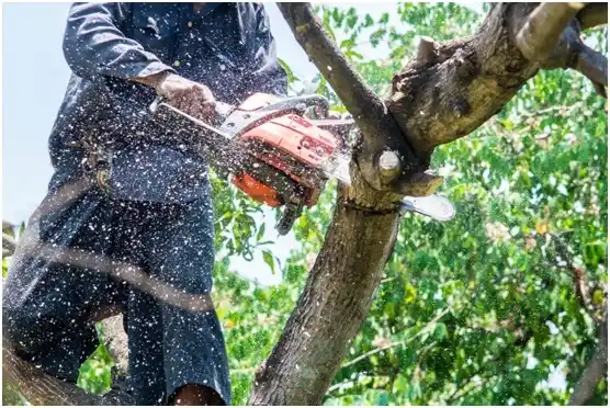 tree services Four Lakes